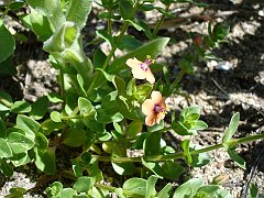 anagallis arvensis